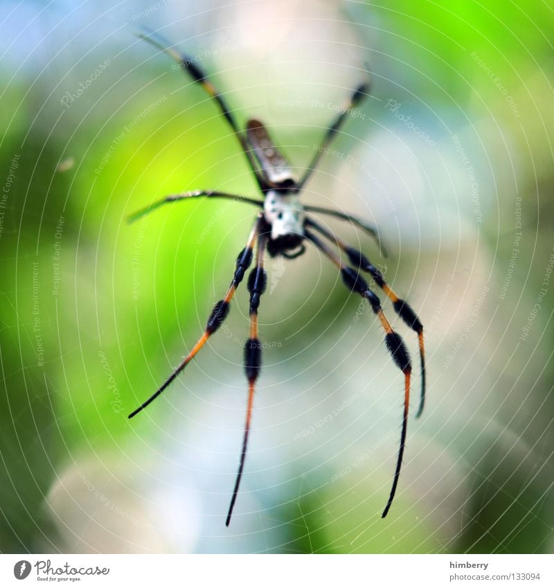 webmaster 2008 Spinne Gift gefährlich Tier Lebewesen beobachten Licht Spinnennetz Spinner Spinnerei grün Waldlichtung Angst Panik Makroaufnahme Nahaufnahme