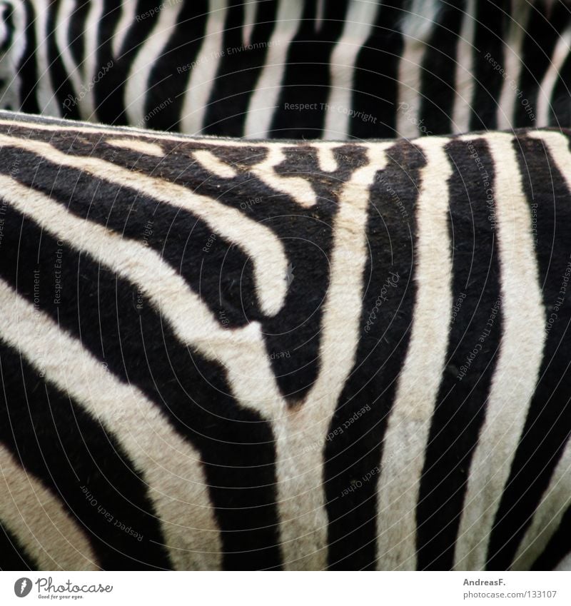 Zebrastreifen gestreift Streifen Zoo Tier schwarz weiß Muster Fell Afrika Schwarzweißfoto Säugetier schön monchrom Strukturen & Formen tiermuster zebramuster