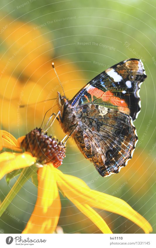 Admiral Tier Sommer Herbst Blume Blüte Garten Wildtier Schmetterling Flügel 1 Fressen schön blau braun mehrfarbig gelb grau grün orange rot schwarz weiß