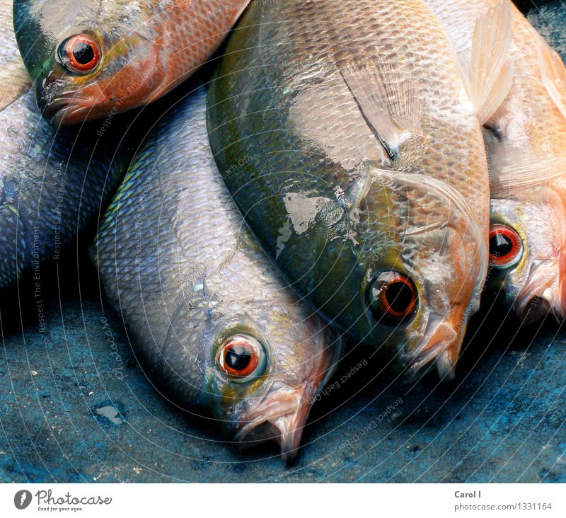Catch of the day Fisch Sushi Ferien & Urlaub & Reisen tauchen Angeln Korallenriff Meer Coolness Ekel kalt blau Freizeit & Hobby Tod Farbfoto Nahaufnahme Tag