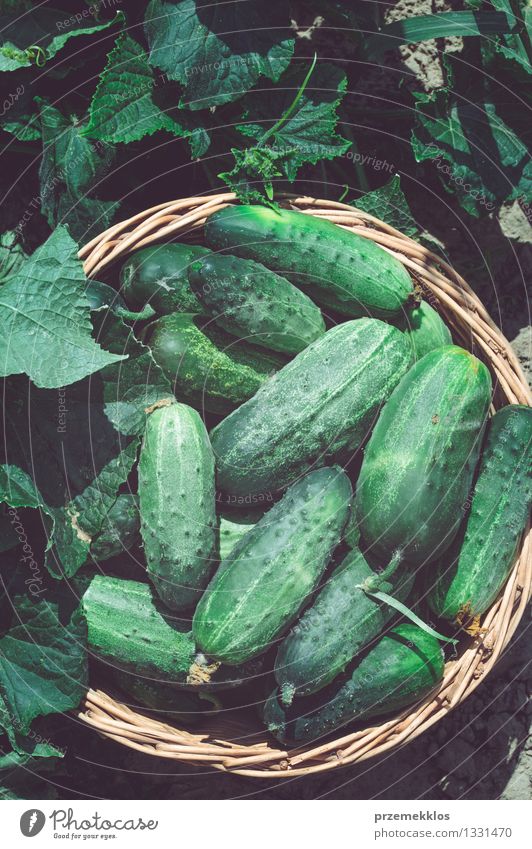 Gurken im Weidenkorb Gemüse Gesunde Ernährung Sommer Garten Blatt frisch natürlich grün Korb Textfreiraum Salatgurke Feld Lebensmittel Gesundheit organisch
