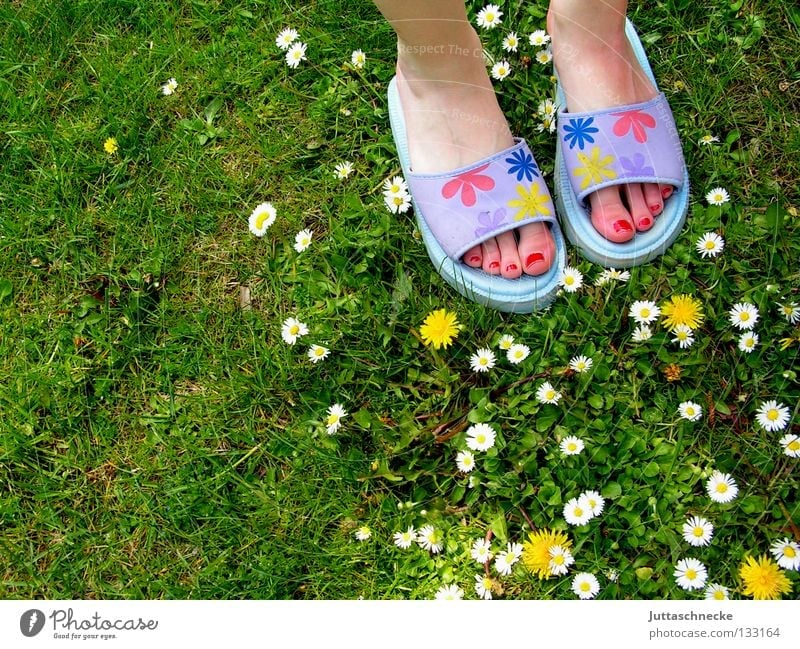 Viele Blümchen Wiese Gras Gänseblümchen Löwenzahn Blume Schlappen Badelatschen Nagellack Zehen grün gelb weiß violett mehrfarbig Freude Frühling Sommer Fuß