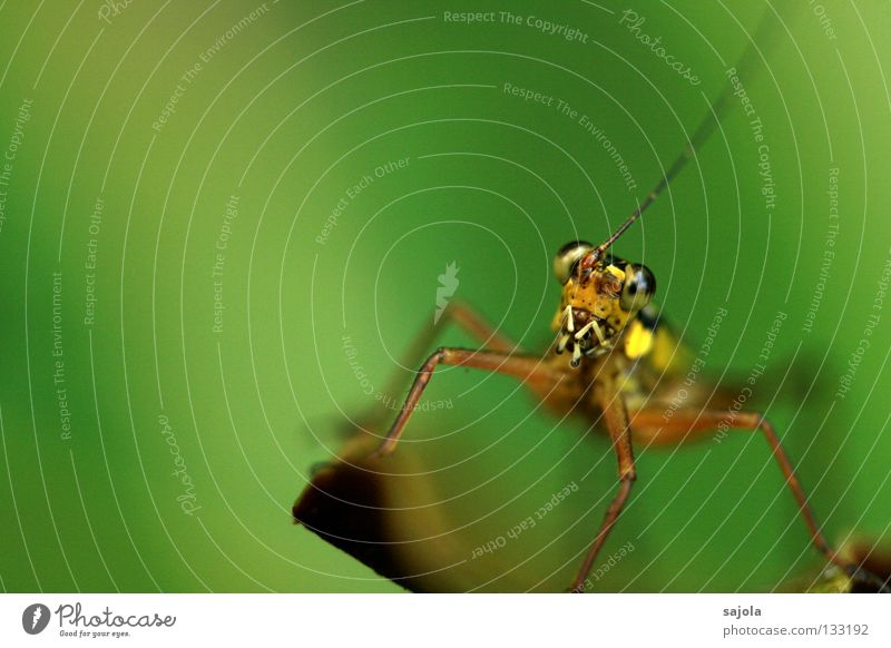 cricket Natur Tier Urwald authentisch lang braun gelb grün rein Heimchen Langfühlerschrecke Heuschrecke Fühler Beine Auge Kopf Insekt Singapore Asien