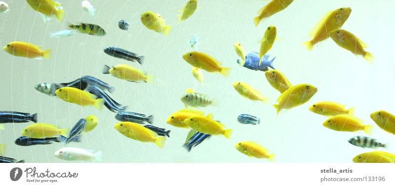 schwebende fische gelb schwarz Aquarium Schweben Erholung Schwerelosigkeit Streifen gestreift Fisch Farbe Wasser blau durchsichtig Barsch Schwarm