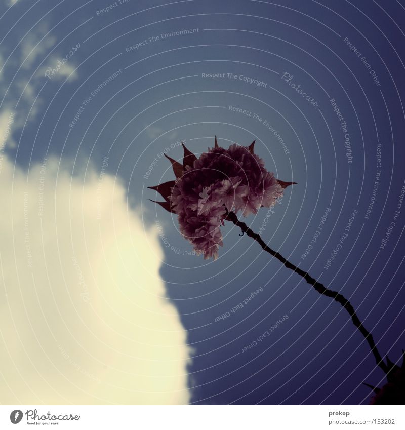 Gebärdensprache für Verliebte Kirsche Blüte Frühling Wolken schön Sommer Physik ruhig Einsamkeit zart Freude Himmel Klarheit Wärme Beleuchtung Windstille prokop