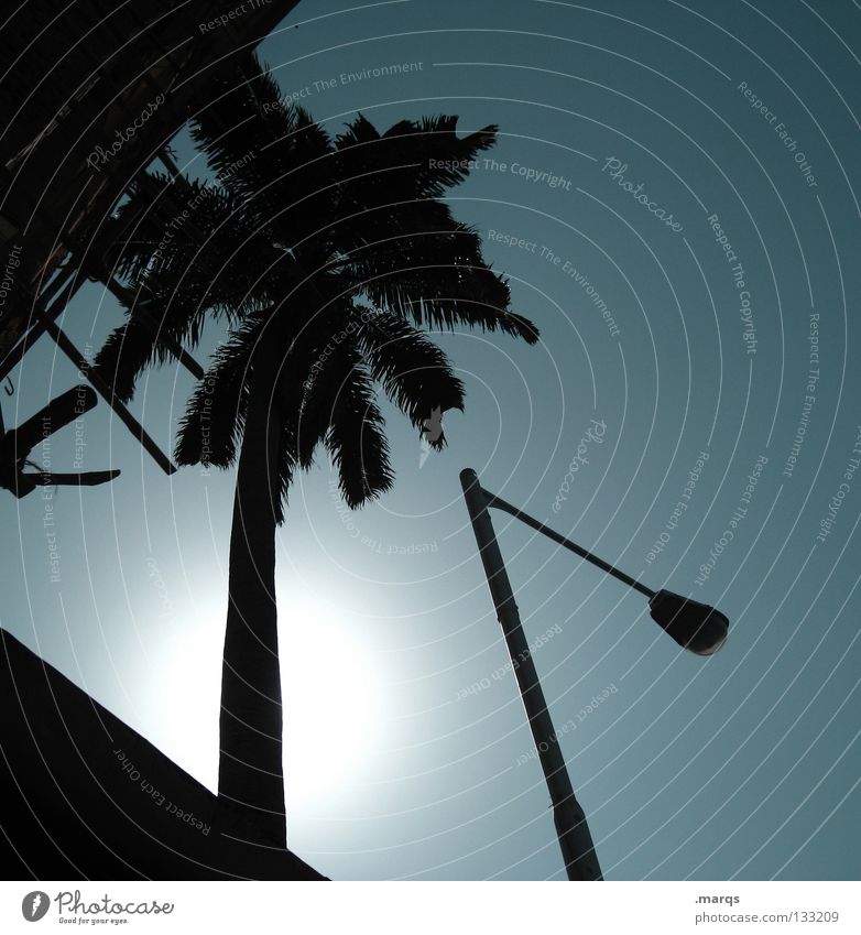 Illuminate Sommer Physik heiß Palme Palmenwedel Blatt Pflanze Gegenlicht Beleuchtung Macht Laterne Gebäude Ferien & Urlaub & Reisen Indien Silhouette Dämmerung