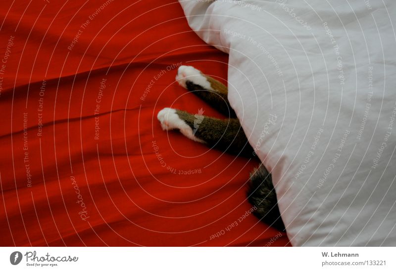 Kater relaxt unter der Decke rot weiß braun grau Furche Schwanz faulenzen ruhen schlafen Säugetier Tuch Falte Haare & Frisuren Fell Hauskatze Katerchen Erholung