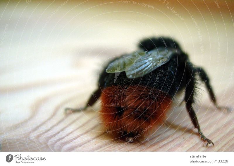 Verlaufen Hummel Biene Honigbiene Insekt fliegen nützlich bestäuben Flügel Holz nah Bodenbelag krabbeln stechen Monster Nahaufnahme rückwärts Hinterteil Beine