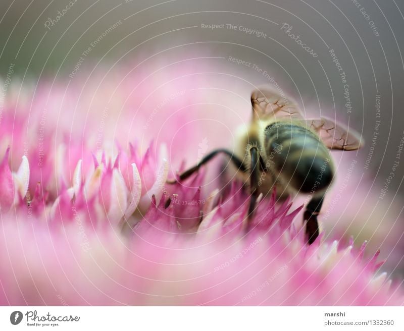 fleißiges Bienchen Umwelt Natur Landschaft Pflanze Tier Blume Sträucher Wildtier Biene Flügel 1 Stimmung Fetthenne Garten Imkerei Honig Honigbiene emsig