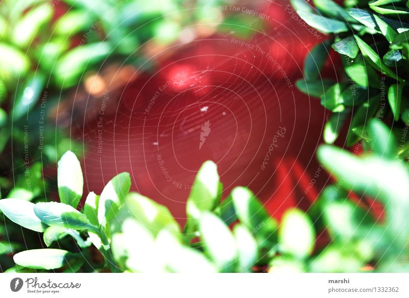 Spinnen-Zuhause im Grünen Umwelt Natur Garten Stimmung Spinnennetz Netz rot grün Blatt Haus bedrohlich spinnen Unschärfe Farbfoto Außenaufnahme Nahaufnahme