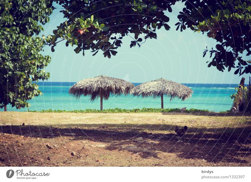 Chilliges Plätzchen exotisch Ferien & Urlaub & Reisen Natur Landschaft Erde Wasser Schönes Wetter Wärme Ast Strand Meer Karibisches Meer Sonnenschirm
