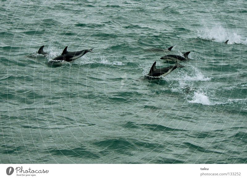 JUMP OF THE DOLPHINS Neuseeland Südinsel Delphine Säugetier Meer grün weiß Wellen springen Spielen Artist akrobatisch Wasserfahrzeug Naturphänomene aufregend