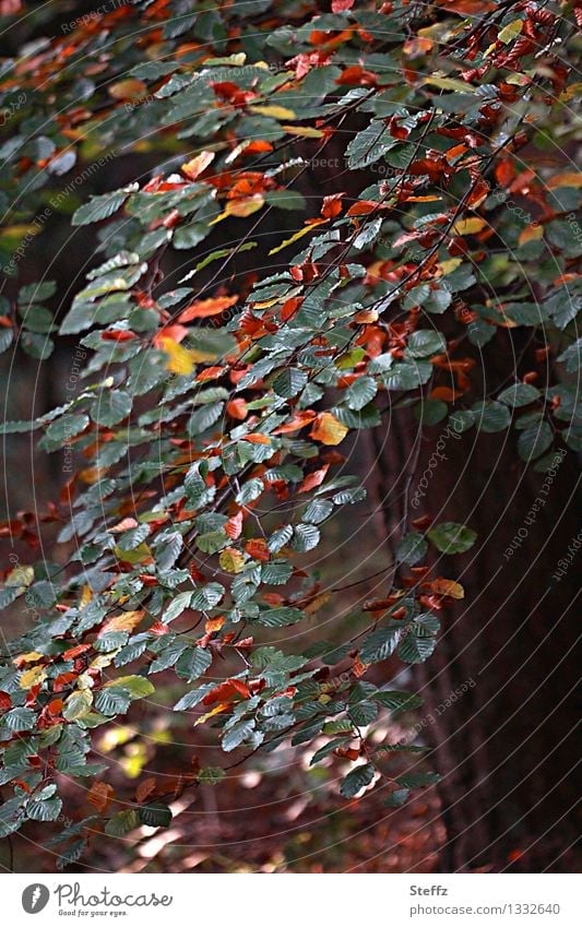 Herbstbeginn Buchenblätter Buchenzweig Übergang verwandeln Saisonende Waldbaden transformieren verändern im Wandel der Zeit umwandeln vergänglich Metamorphose