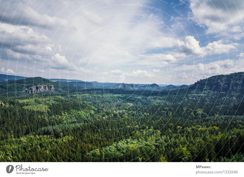 nichtalle(s)schlechtimosten! Umwelt Natur Landschaft Urelemente Wolken Schönes Wetter Baum Unendlichkeit Sächsische Schweiz Urwald Naturschutzgebiet Wald