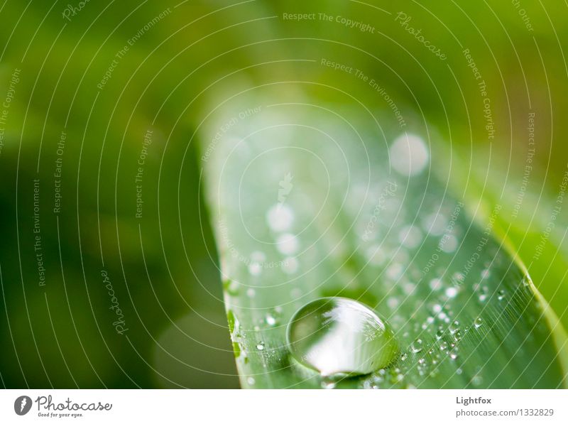 Dropje for Dropje Kunst Wasser Wassertropfen Sommer Klima Klimawandel Pflanze Blatt Garten Park Wald Lupe Fernglas Mikroskop beobachten berühren Bewegung Denken