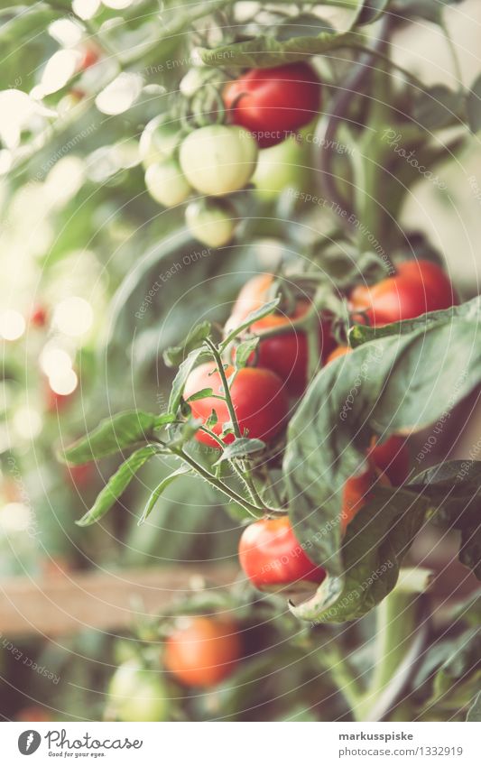 urban gardening tomaten ernte Lebensmittel Gemüse Tomate Tomatenplantage Sträucher Ernte rot selbstversorger Selbstständigkeit Ernährung Essen Picknick