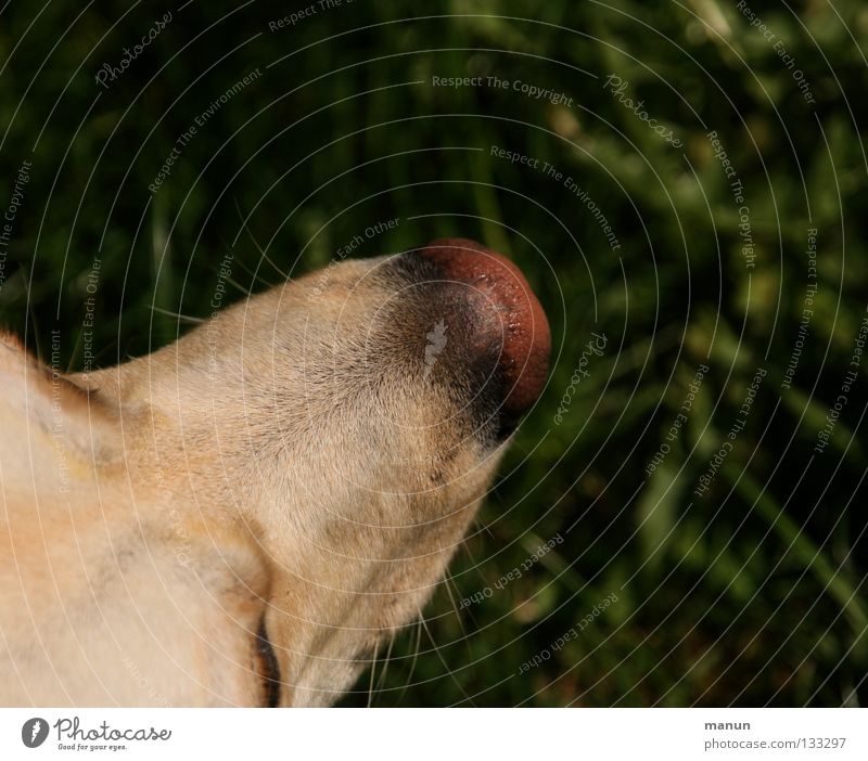 Ein Stück Hund II Gras grün Labrador Nase Tier Nasenspitze blond Hundekopf ruhig Gelassenheit dunkel feucht Säugetier Labbi heller Labrador weißer Hund