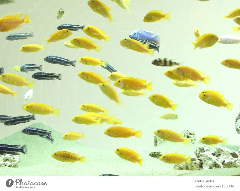 schwebende fische teil 2 Aquarium gelb gestreift maritim Schweben Schwerelosigkeit Richtung ruhig Erholung Fisch Farbe blau Wasser Schwarm