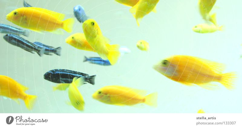 schwebende Fische Detail Aquarium gelb gestreift maritim Schweben Schwerelosigkeit Richtung ruhig Erholung Farbe blau Wasser Schwarm Bewegung