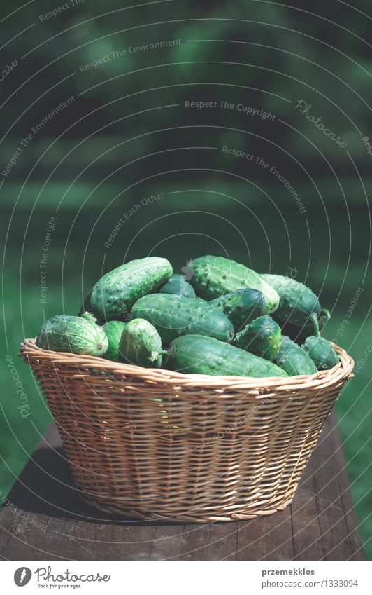 Gurken im Weidenkorb Gemüse Gesunde Ernährung Sommer Garten frisch natürlich grün Korb Textfreiraum Salatgurke Lebensmittel Gesundheit organisch rustikal