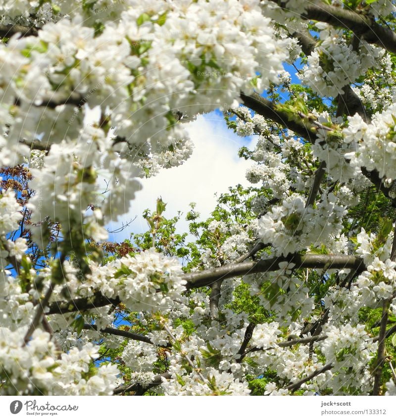 Wenn die Sonne lacht Frühling Baum Blüte Blühend schön Frühlingsgefühle Beginn Natur Wachstum Zeit Höhepunkt Mai Frühblüher zentral Durchblick Rahmen Anmut Ast