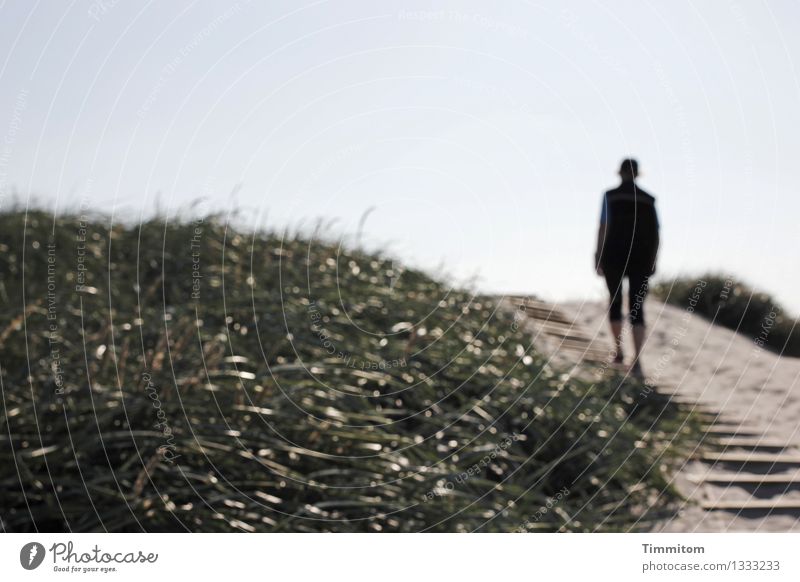 Da hoch. Ferien & Urlaub & Reisen feminin Frau Erwachsene 1 Mensch Umwelt Natur Sand Himmel Schönes Wetter Stranddüne Dünengras Dänemark gehen Blick positiv
