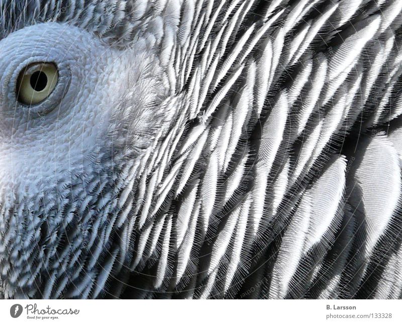 grey eye Papageienvogel Vogel Tier Zoo Graupapagei Bird Eye B. Larsson Auge