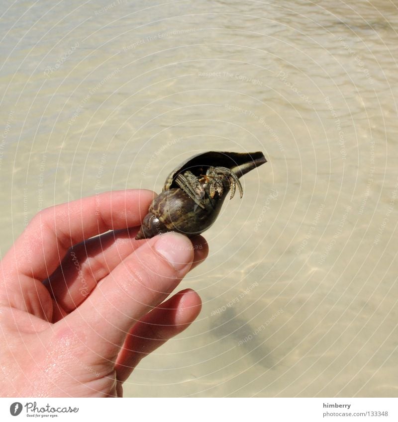 crabcase Muschel Strand Ferien & Urlaub & Reisen finden Tier Fingernagel Florida Sommer Fühler Rückzug Hand Einsiedler Meer Fisch Makroaufnahme Nahaufnahme