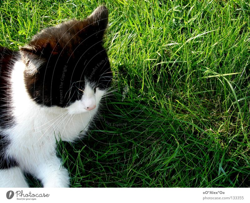 Verträumt Erholung Tier Gras Wiese Katze träumen grün Langeweile Frieden verträumt verschlafen Farbfoto