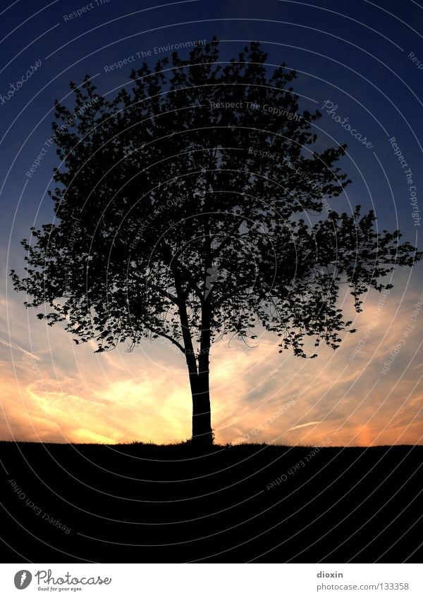 Der Baum Blatt Abend Sonnenuntergang Baumstamm Ast Wurzel Erde Abenddämmerung blau orange schwarz Silhouette ruhig Erholung Zufriedenheit Stimmung Mitte