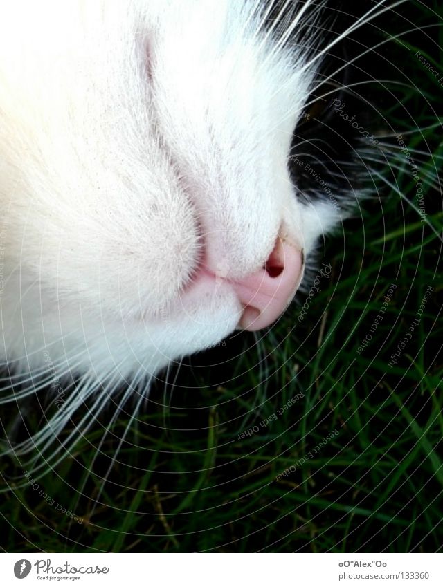 Verträumt || Erholung Tier Gras Wiese Katze genießen träumen friedlich Langeweile Frieden verschlafen undefined Farbfoto