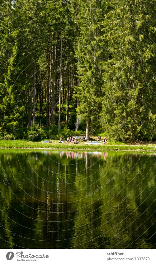 Picknick Natur Schönes Wetter Baum Wald Seeufer Teich grün Reflexion & Spiegelung Wasserspiegelung Gewässer Tanne Freizeit & Hobby Ausflug
