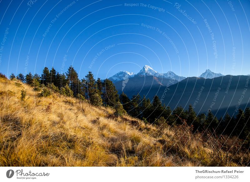 Poon Hill Umwelt Natur Landschaft blau braun gelb gold grün schwarz weiß Berge u. Gebirge Gipfel Schnee Sonnenstrahlen Lampe Wald Baum Gras Nepal Aussicht Ferne