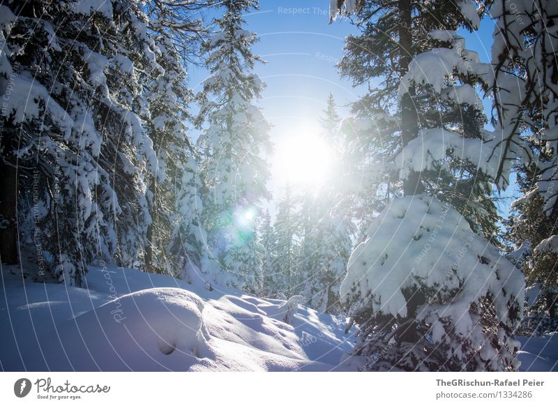 gegenlicht Umwelt Natur Landschaft blau braun grau schwarz weiß Schnee Winter Sonne Baum Wald Lichtstrahl Himmel Farbfoto Außenaufnahme Menschenleer