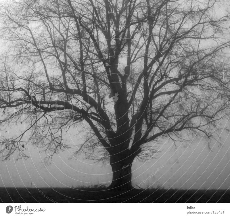 der schwarze wald. Natur Nebel Baum grau Lebensbaum tree trees Ast zewig Zweig gray black white b/w verzweigt fog foggy forest forests Schwarzweißfoto