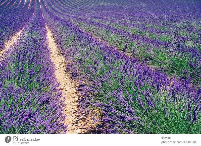 Lavendelfeld in der Provence Pflanze Schönes Wetter Blume Sträucher Nutzpflanze Feld Gefühle Begeisterung Euphorie Frankreich Außenaufnahme Textfreiraum links