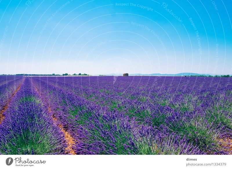 Lavendelfeld in der Provence Landschaft Blume Sträucher Blüte Feld Gefühle Frühlingsgefühle Frankreich Farbfoto Außenaufnahme Menschenleer Textfreiraum oben