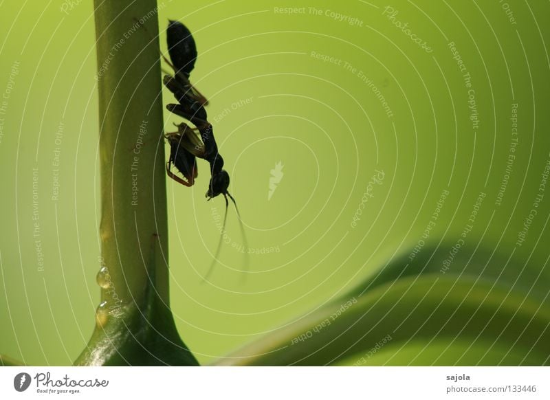 keine ameise... Tier Blatt klein braun grün schwarz Gottesanbeterin Heuschrecke Fühler Beine Auge Insekt Singapore Asien Fleischfresser Dreieck Kopf Stengel