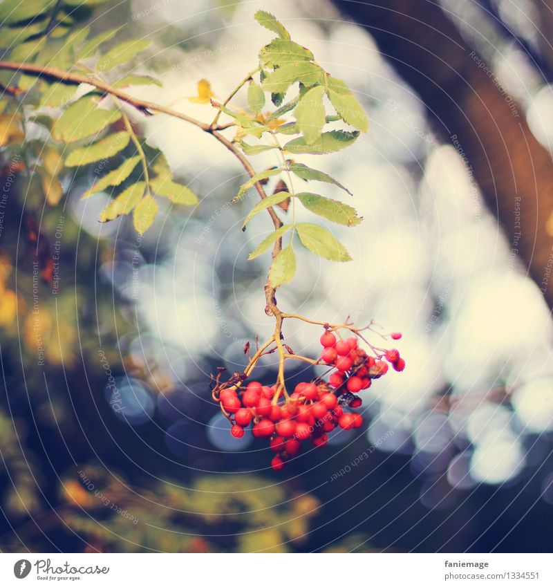 rot & ungiftig Natur Sonnenlicht Herbst Schönes Wetter Baum schön Blatt Beeren Vogelbeeren Zweig Zweige u. Äste hängend Quadrat Ast Weintrauben Beerensträucher