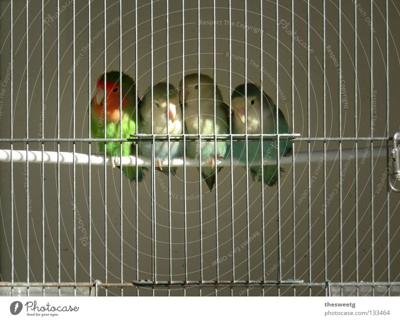 Knastvögel Vogel Ziervogel Käfig Vogelkäfig Justizvollzugsanstalt gefangen eingeschlossen eingeengt Sträfling Haftstrafe Verdrängung Unterdrückung Zusammensein