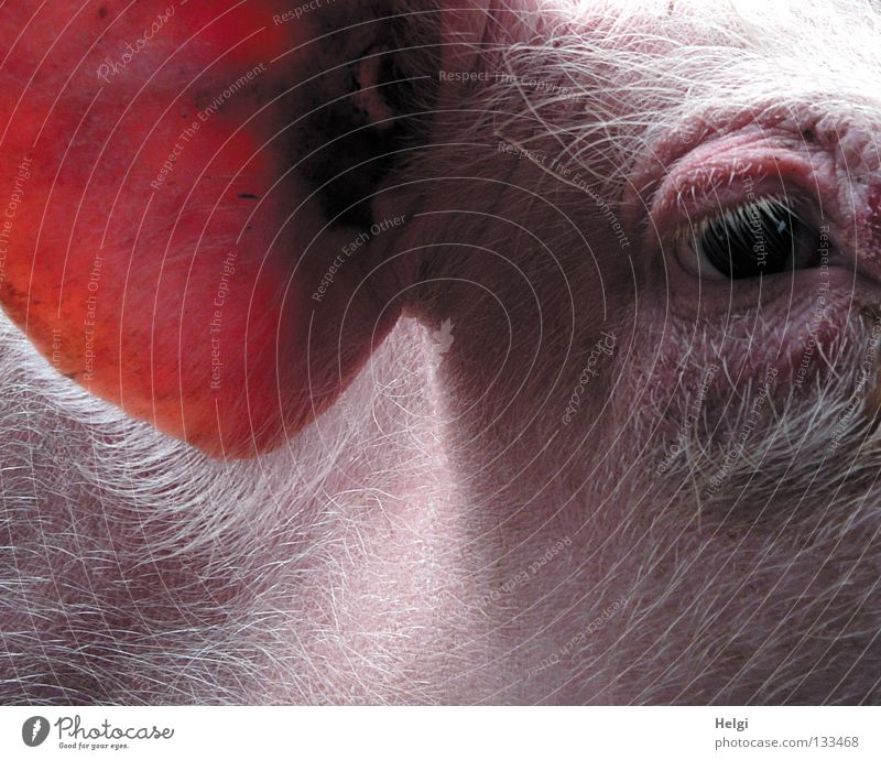 Nahaufnahme eines Schweinekopfes mit Auge und Ohr Ferkel Sau Eber Vieh Tier hören Wimpern Borsten lang kurz dünn Bauernhof Stall auslaufen Landwirtschaft