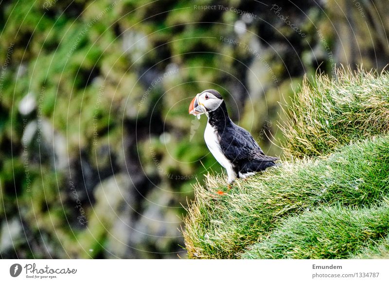 Papageitaucher Umwelt Natur Tier Island Vogel frei Einsamkeit einzeln Farbfoto Außenaufnahme Menschenleer Textfreiraum links Tag Schwache Tiefenschärfe