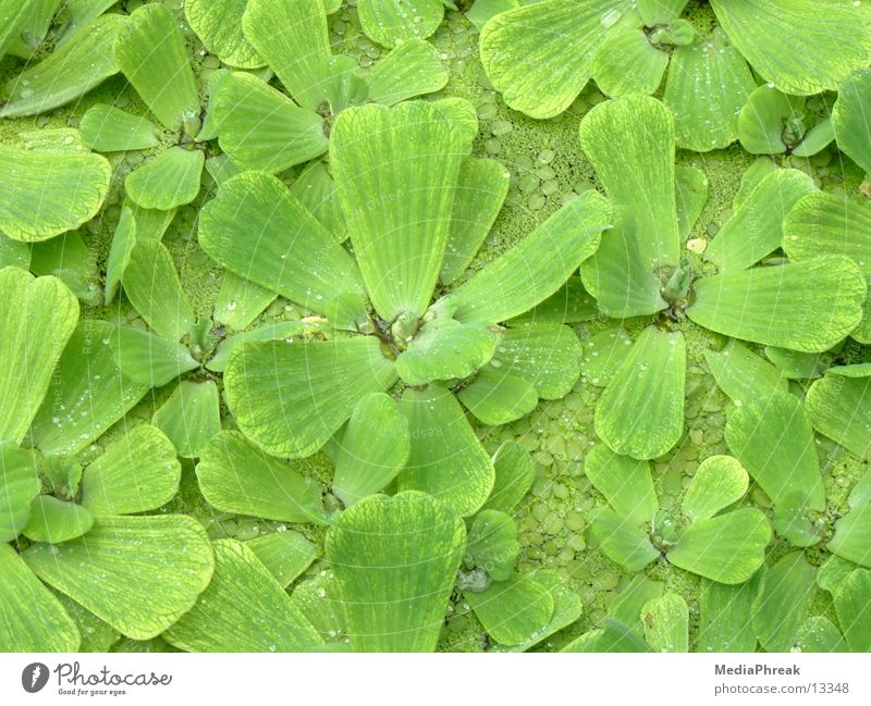 Leafs Blatt grün leaf