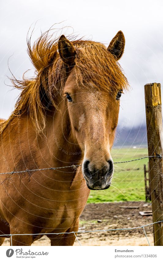 Islandpferd Tier Pferd Island Ponys 1 Stacheldraht Farbfoto Außenaufnahme Menschenleer Tag Tierporträt Blick