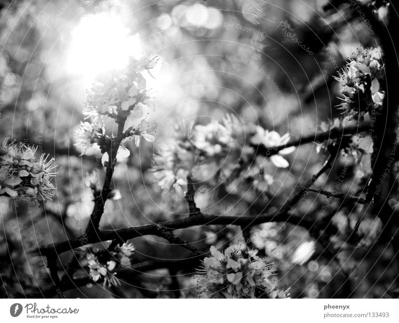 Lichtblick schwarz weiß Sträucher Blüte Wiese Unschärfe Frühling Hoffnung Sommer glänzend Baum Gegenlicht Blühend selektive schärfe Ast Sonne freihand