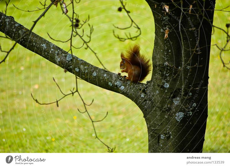 endlich gibt es wieder nüsse Eichhörnchen Nuss Nut Frühling Baum Wiese Tier Ernährung Gras Abzweigung genießen unbeobachtet Wachsamkeit Säugetier Lebensmittel