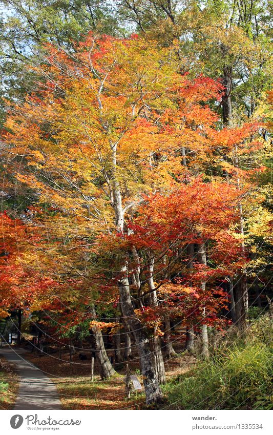 Herbst in Japan – Baum mit Blattfärbung Natur Pflanze Sonne Sonnenlicht Schönes Wetter Park Wald Asien mehrfarbig gelb gold orange rot Farbe Farbfoto