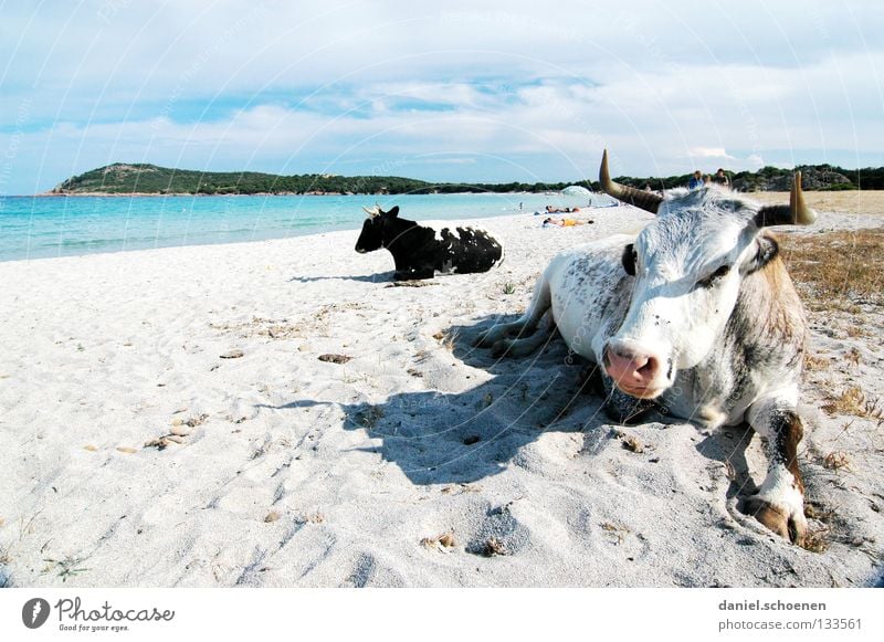 endlich Urlaub ! Strand Meer Kuh Ferien & Urlaub & Reisen Sommer Sonnenbad Küste Frankreich Korsika Freude Sand lustig skuril Bucht Mittelmeer erhohlung Wärme