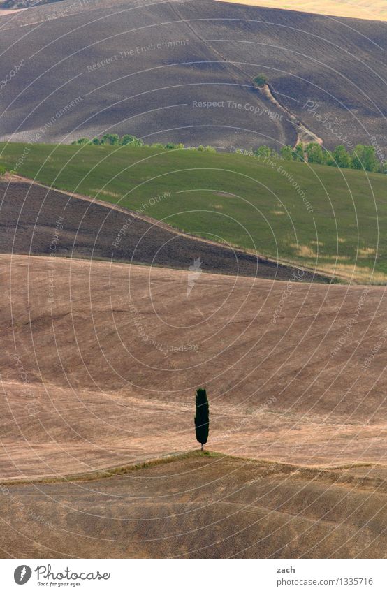 Einzelkämpfer Zypresse Umwelt Natur Landschaft Urelemente Erde Sand Klimawandel Dürre Pflanze Baum Feld Hügel Wüste Italien Toskana dehydrieren Wachstum trocken