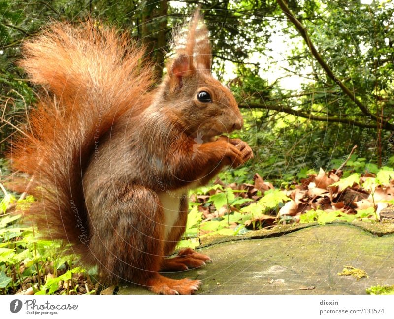 Her mit den Nüssen ! Eichhörnchen Eiche Nagetiere Säugetier Fell Schwanz buschig Knopfauge Ernährung Wald Haare & Frisuren Pinsel süß niedlich braun Pfote